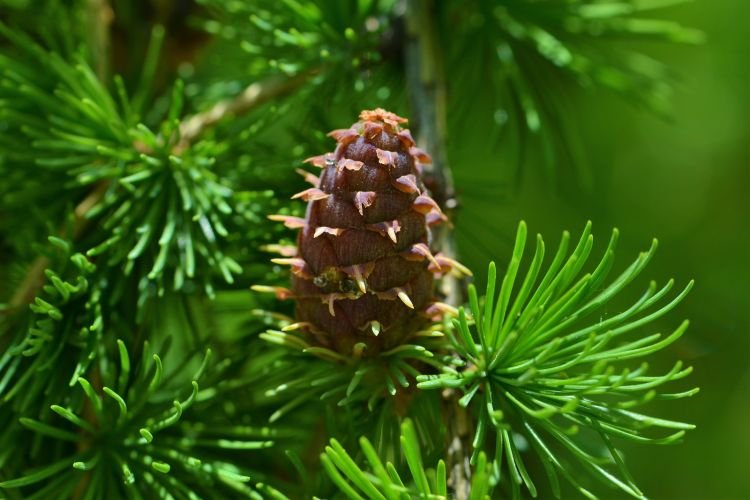 Лиственница – фото