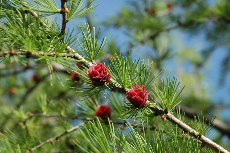 Даурская лиственница