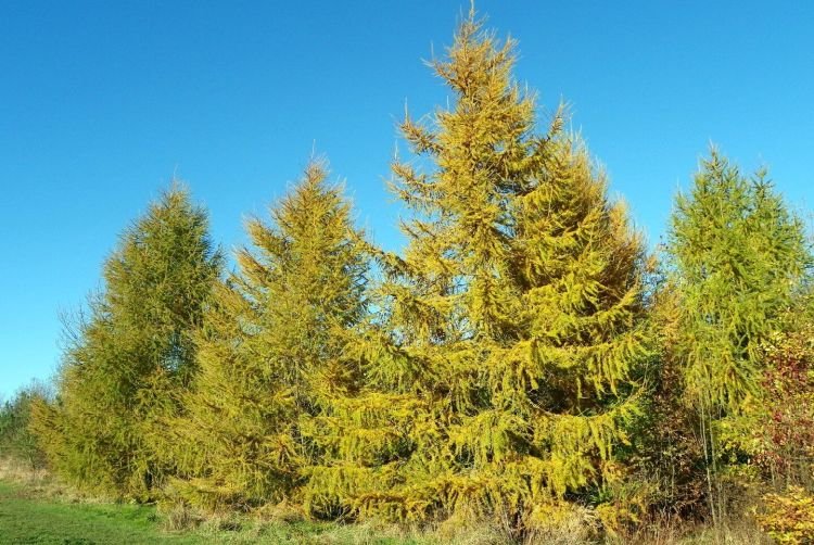 Европейская лиственница