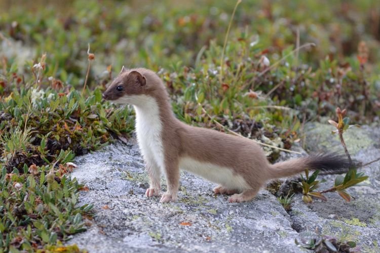 Горностай (30 фото): как выглядит, где водится и чем питается