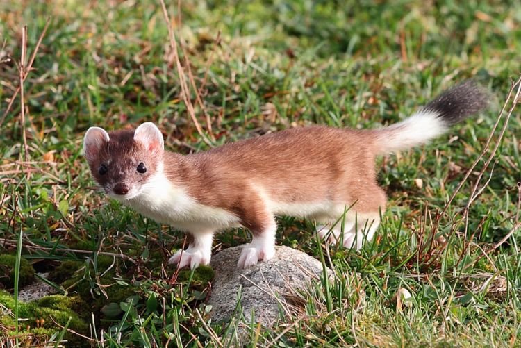 Естественные враги