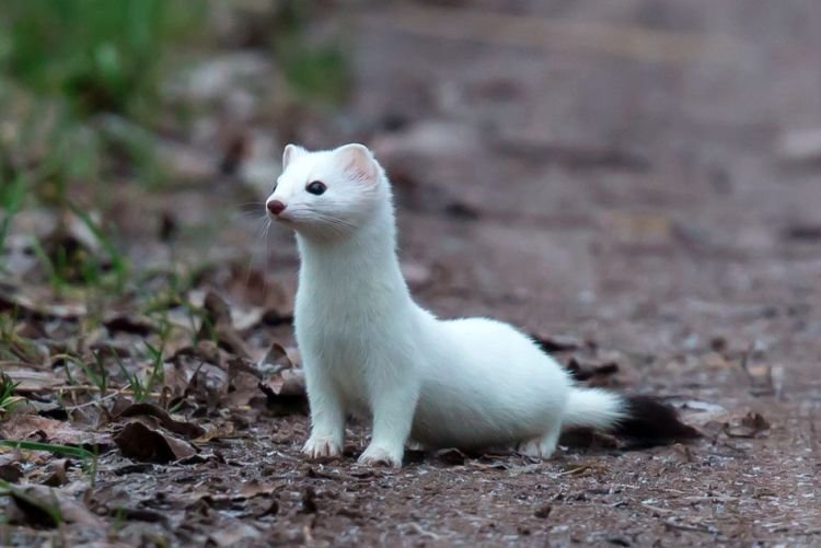 Горностай – фото
