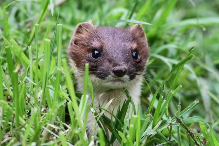 Горностай – фото