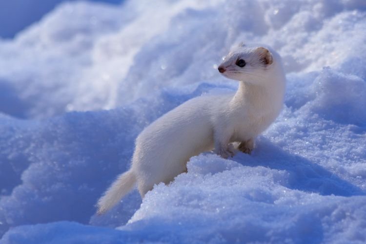 Горностай – фото