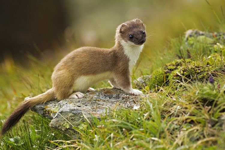 Горностай – фото