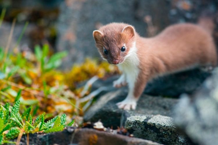 Горностай – фото