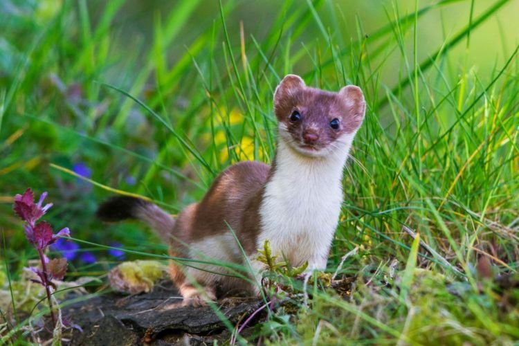 Горностай – фото