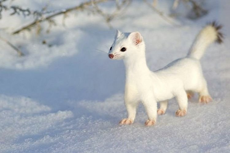 Горностай – фото