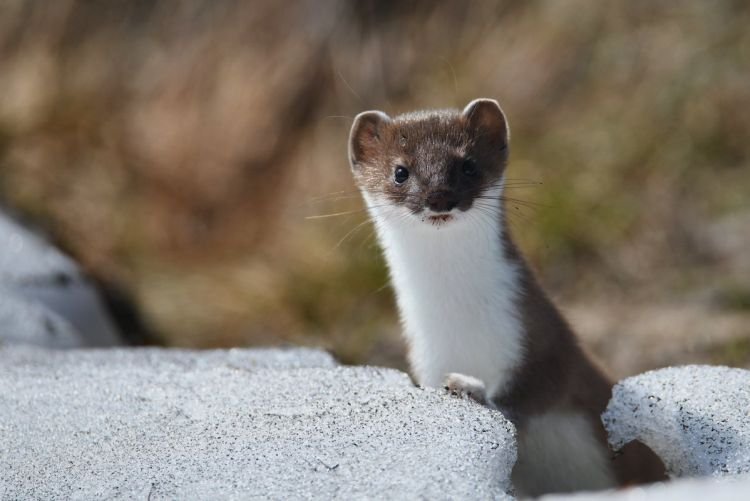 Горностай – фото