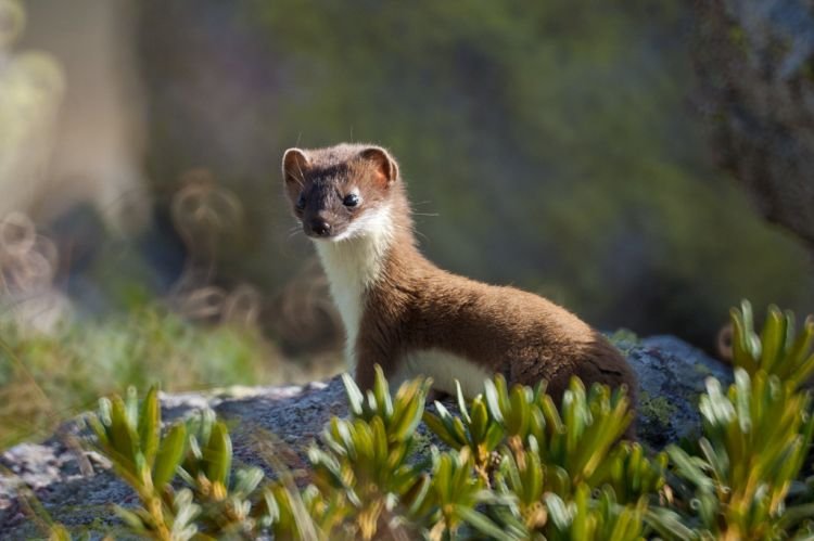 Горностай – фото