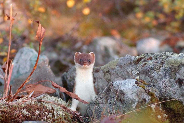 Горностай – фото