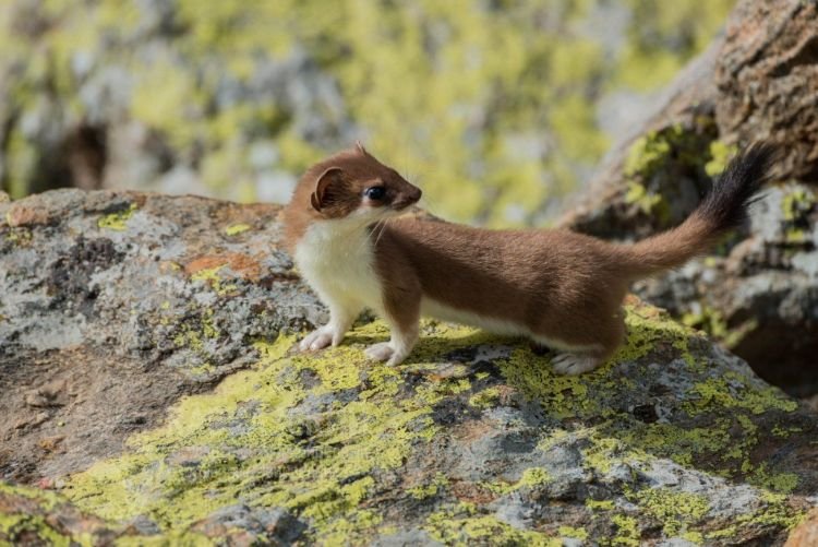 Горностай – фото