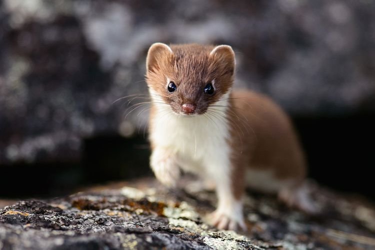 Рацион питания