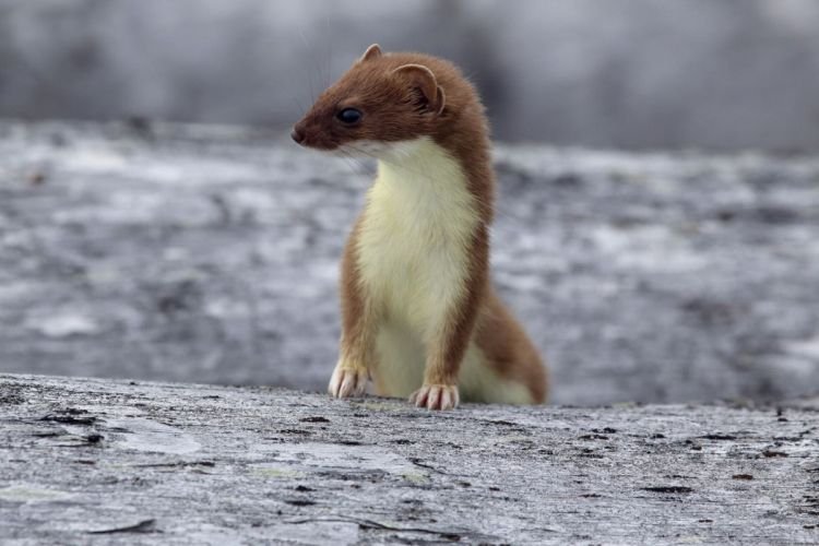 Размножение горностаев