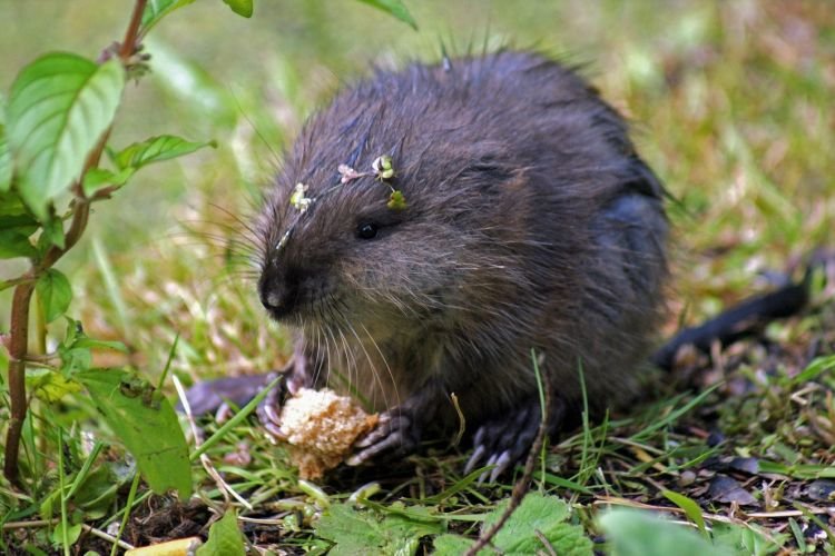 Естественные враги