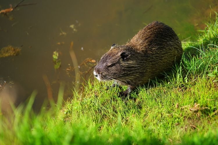 Значение в промышленности