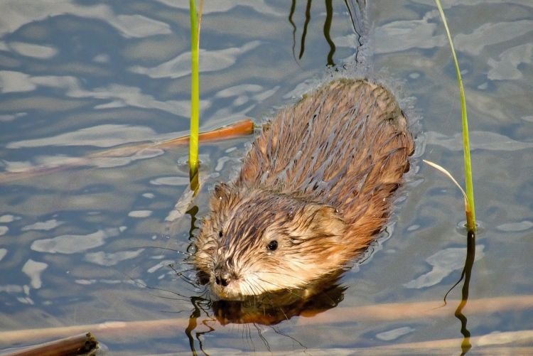Вред и польза