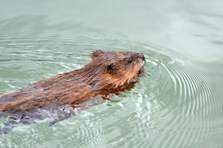 Ондатра – фото