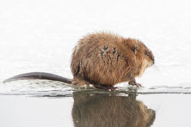 Ондатра – фото