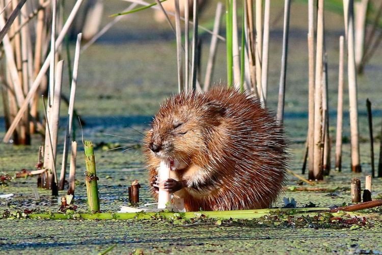 Ондатра – фото