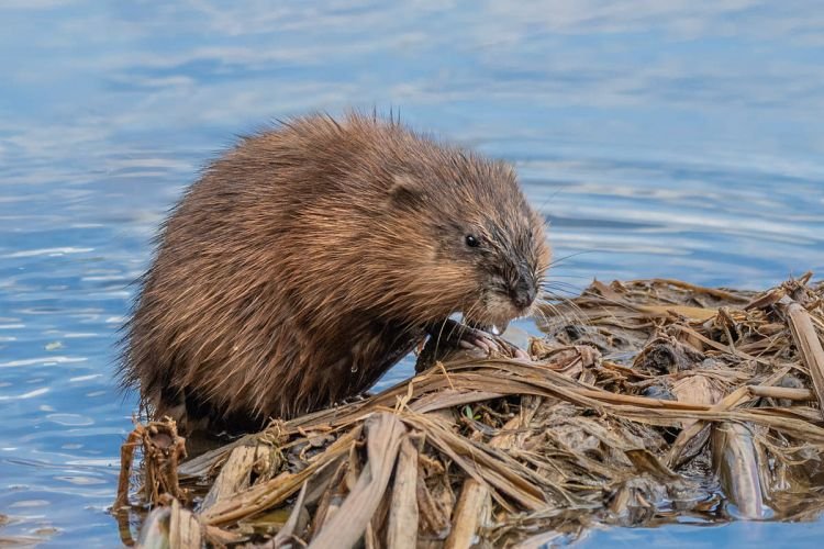 Ондатра – фото