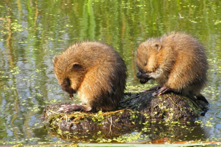 Ондатра – фото