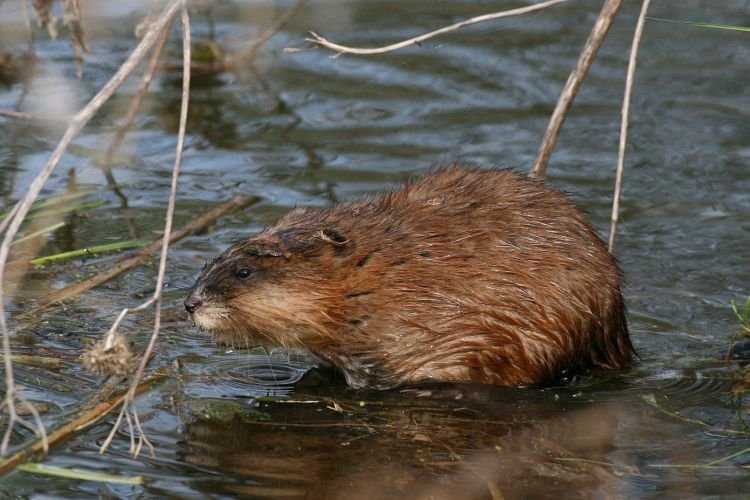 Ондатра – фото