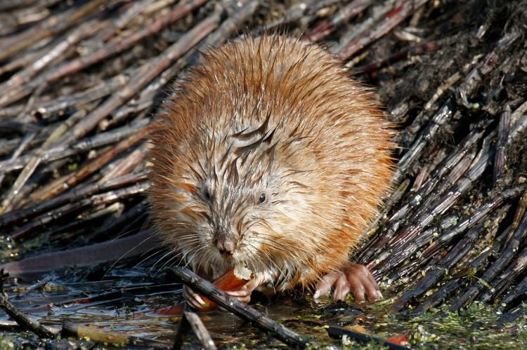 Ондатра – фото