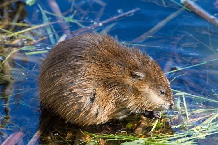 Ондатра – фото