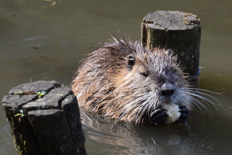Ондатра – фото