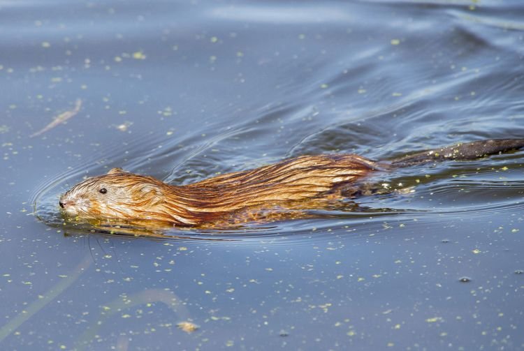 Ондатра – фото