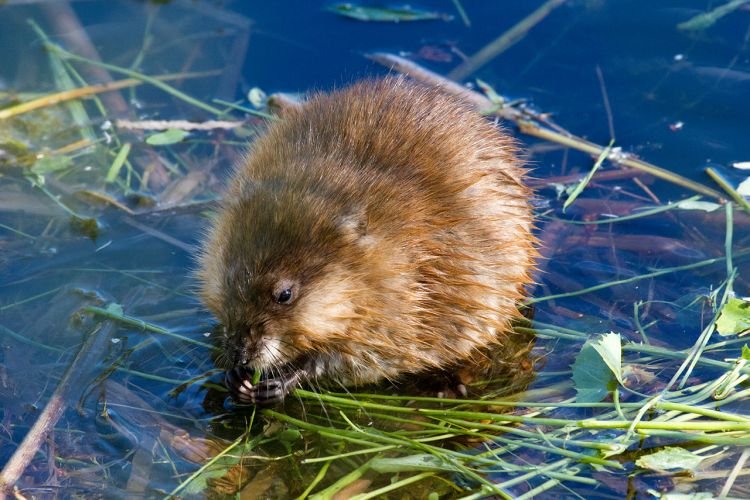 Рацион питания