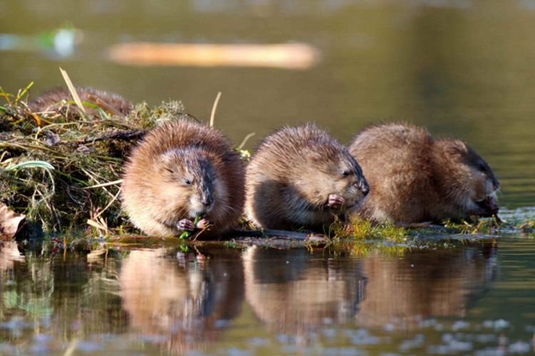 Содержание ондатры в неволе