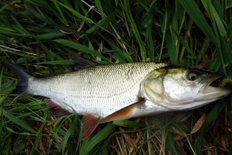 Искусственное разведение