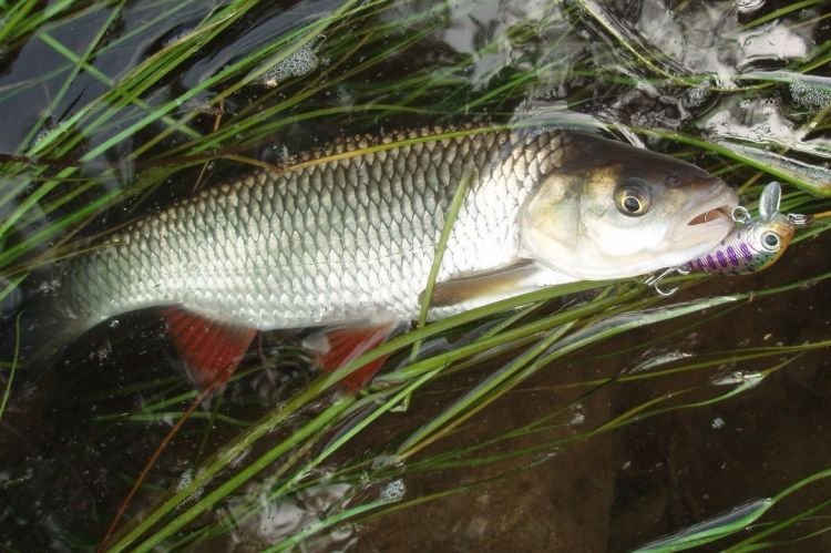 Жерех – фото