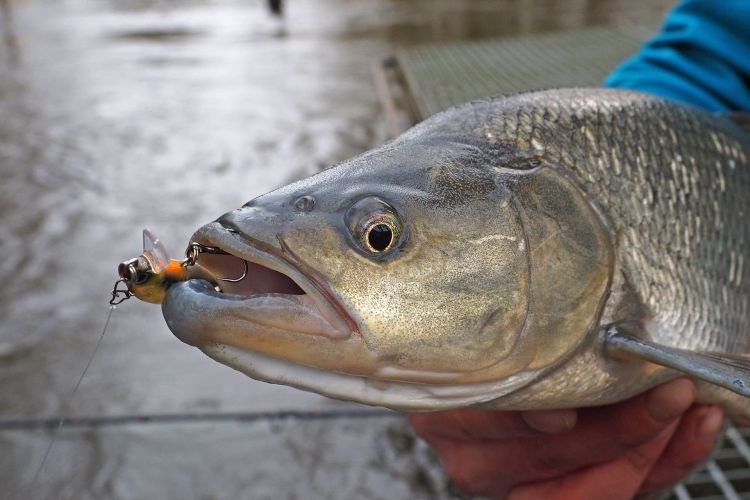 Жерех – фото