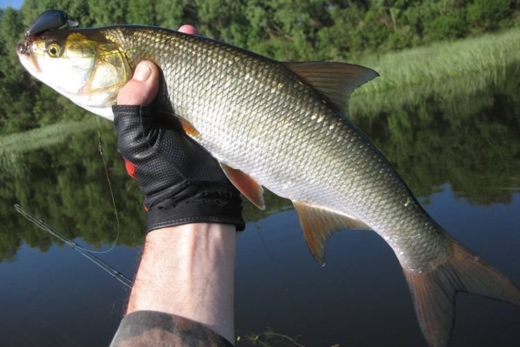 Сколько живут жерехи