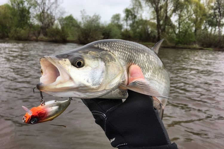 Жерех – фото