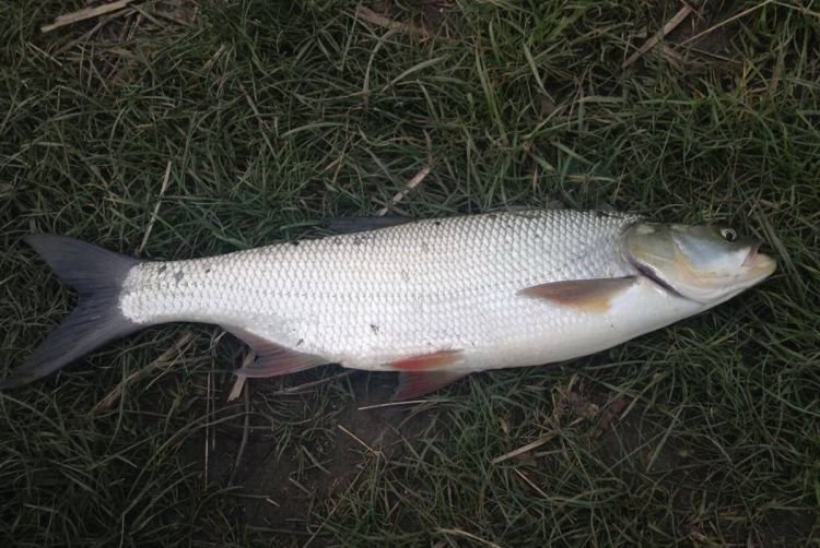 Жерех – фото