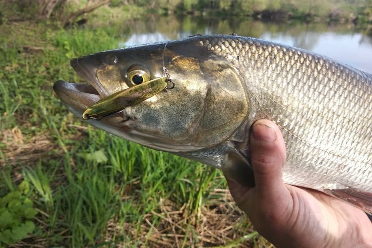 Жерех – фото