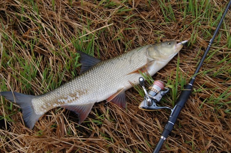 Жерех – фото