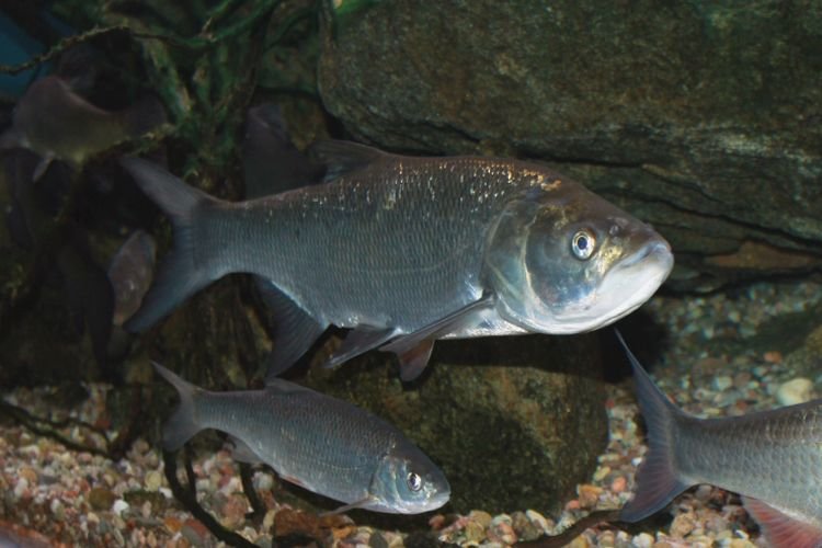 Жерех – фото