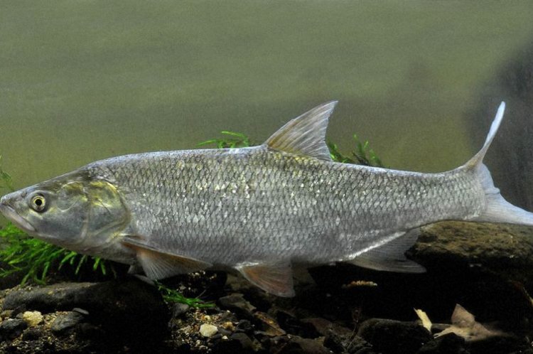 Жерех – фото