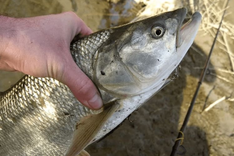 Жерех – фото