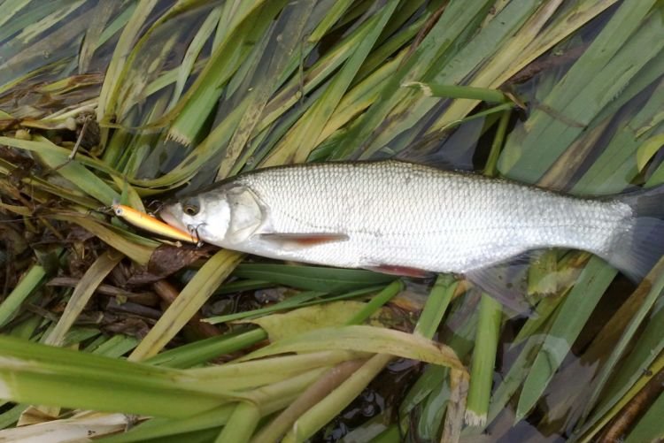 Переднеазиатский жерех