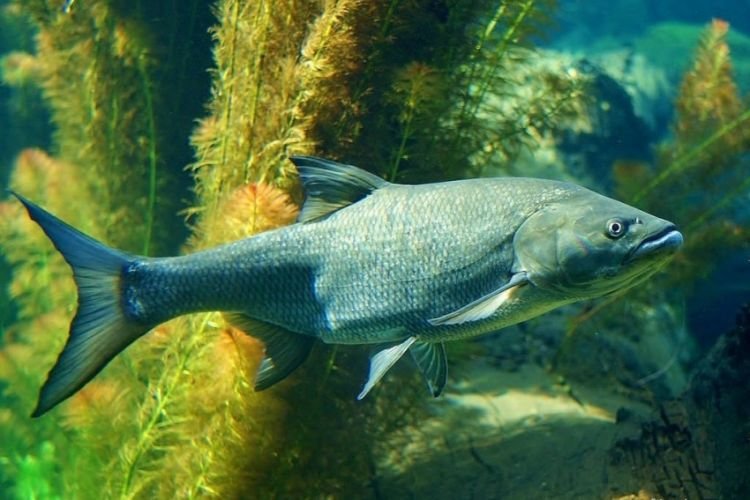 Рацион питания