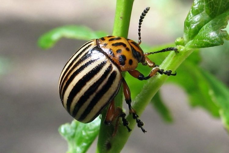 Колорадский жук