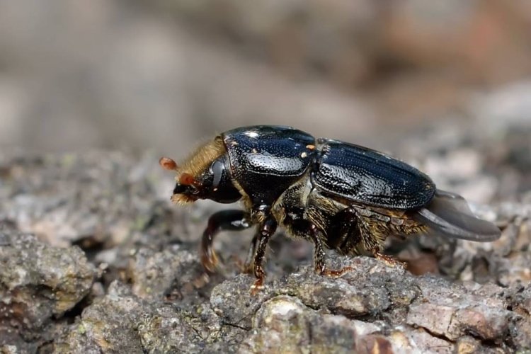 Заболонник березовый