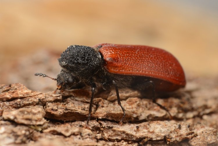 Капюшонник