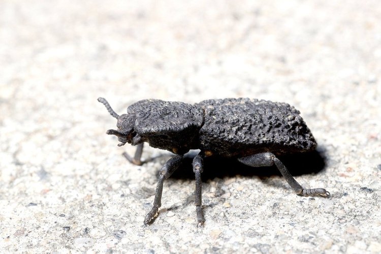 Жук-броненосец